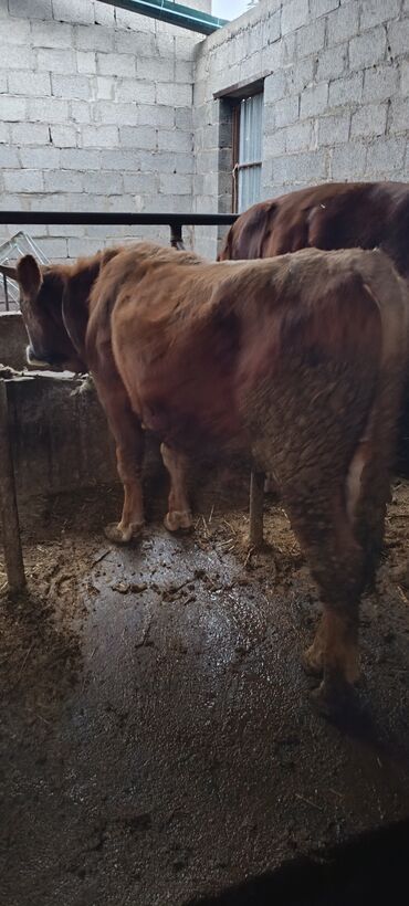 собака доберман сколько стоит: Сатам | Бука (эркек) | Бордоп семиртүү үчүн | Байланган