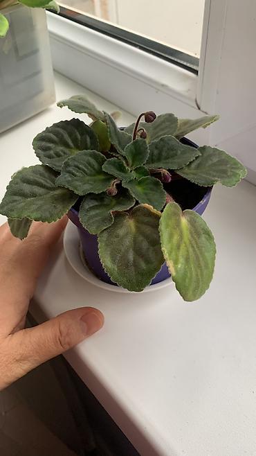 Китайская роза (Гибискус): Папоротник 650 сом китайская Роза гербера. Шефлера 150.сансевьера — 13