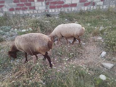 cins inek: Dişi, il: 3, Damazlıq, Ünvandan götürmə — 9