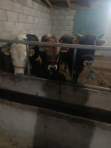 Коровы, быки: Продаю | Бык (самец) | На откорм | Привязанные — 1