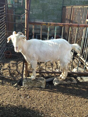 Keçi, çəpiş: Salam.keçilər satıram 5dənədir hamsı bir yerdə kom satılır — 1