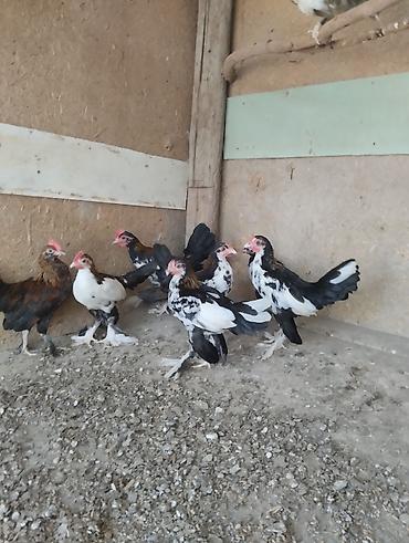 Toyuqlar: Toyuq, Damazlıq, Ünvandan götürmə, Ödənişli çatdırılma — 17