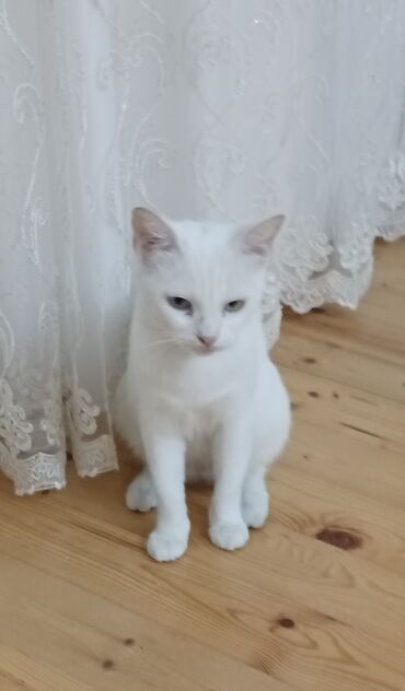 İtlər: Yaxşı əllərə