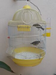 клетки для кур несушек купить в бишкеке: Meşə bülbülü.Biri 5 AZN.Qəfəs 20 AZN.Ünvan:Bakı.Ünvandan götürmə lalafo.az -da клетки для кур несушек купить в бишкеке: Meşə bülbülü.Biri 5 AZN.Qəfəs 20 AZN.Ünvan:Bakı.Ünvandan götürmə