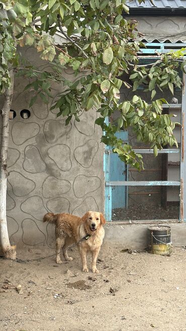 в добрые руки собаку: Labrador-retriver, 1 il, Erkek, Peyvəndli, Ünvandan götürmə