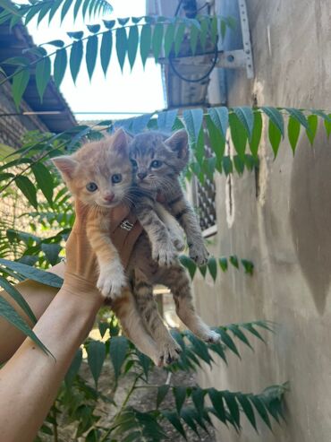Коты: Отдам котят в хорошие руки. 2 мальчика. 1.5 месяца