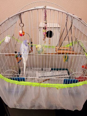 отдам кота в хорошие руки: Boya-bəzəkli dalmatinli dizayna malik yüksək tağlı metal quş qəfəsi və