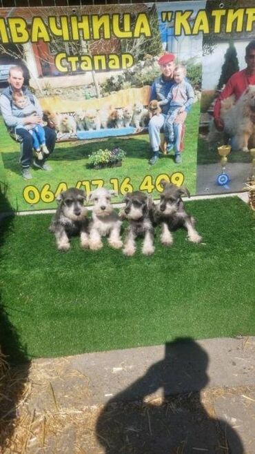 Psi: Patuljasti Snaucer biber so Stenci patuljastog snaucera traze nove — 7