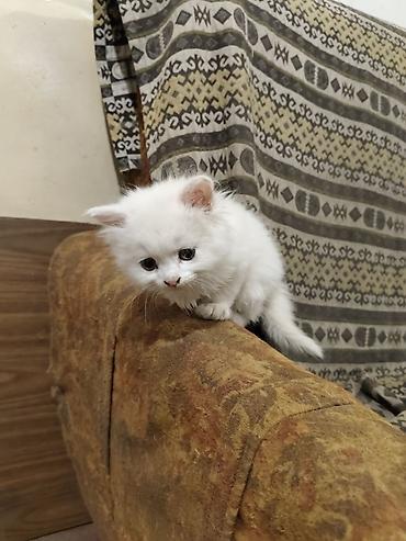 игрушки для животных: Отдаю котят в хорошие,ответственные руки.Котятам 2 месяца, к лотку — 8