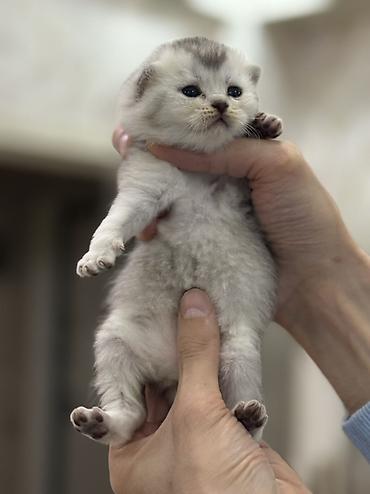 Pişiklər: Şotland, Erkək, Dişi — 8