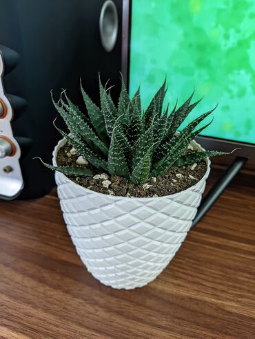 otağ qapları: Aloe Aristata. Hazır dibçəkdə
