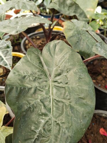 Otaq bitkiləri: Otaq bitkiləri – Fikus elastika kolleksiyası və digər dekorativ növlər — 14