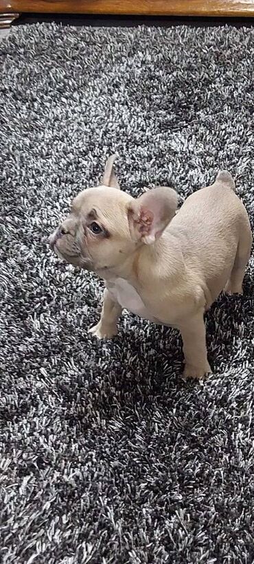 Psi: Francuski buldog štenci egzotičnih boja veseli umiljati, stručno na lalafo.rs — 4 Psi: Francuski buldog štenci egzotičnih boja veseli umiljati, stručno — 4