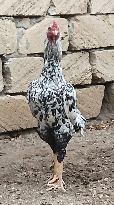 Xoruzlar: Xoruz, Heyratı, il: 1, Ünvandan götürmə — 3