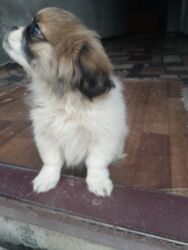 İtlər: Pekines, 1 ay, Dişi, Ödənişli çatdırılma — 10
