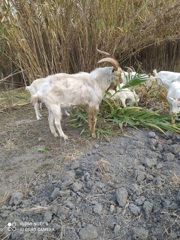 Keçi, çəpiş: Saanen tekesi — 6