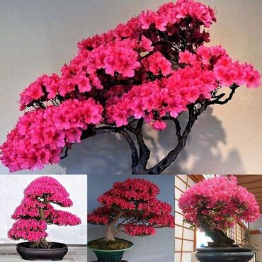 Semena i sadnice: Sakura Bonsai mini japanska trešnja seme
Cena: 550din/5 semenki — 3