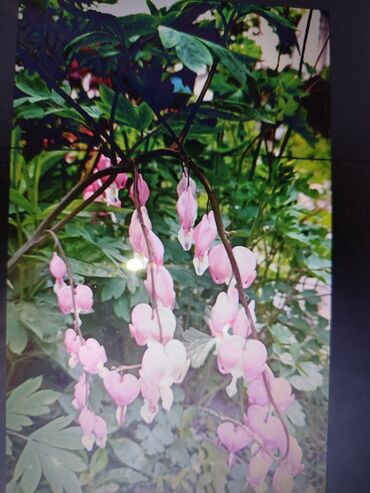 Садовые цветы и кустарники: Саженцы цветка: Платная доставка — 16