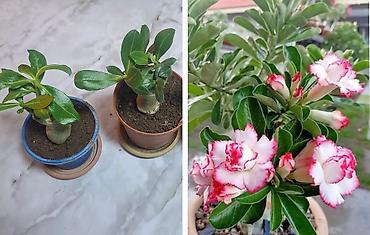 Другие комнатные растения: Продается вариегатная орхидея араукария адениум доллар — 4