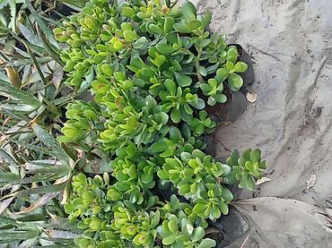 nar agacı: Succulent – Pul Ağacı (Crassula ovata) - Qalın, ətli, parlaq-yaşıl — 4