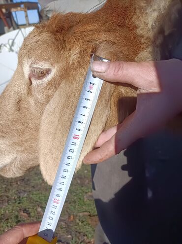 Бараны, овцы: Продаю | Овца (самка) | Арашан — 5