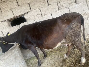 купить айширскую корову: Продаю | Корова (самка) | Для разведения, Для молока