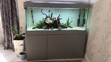 aqvarium: Akvarium-şkaf, Balıqlarla birlikdə, 1000000 l, Rayonlara çatdırılma, Ünvandan götürmə, Pulsuz çatdırılma — 8