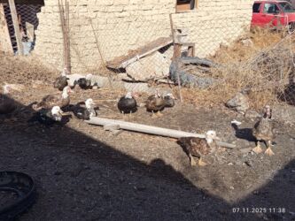 в связи с переездом отдам попугая жако в добрые руки: Индоутки возраст 8 месяцев вес самцы 4, 500 самки 4300 самцы и самки lalafo.kg да в связи с переездом отдам попугая жако в добрые руки: Индоутки возраст 8 месяцев вес самцы 4, 500 самки 4300 самцы и самки