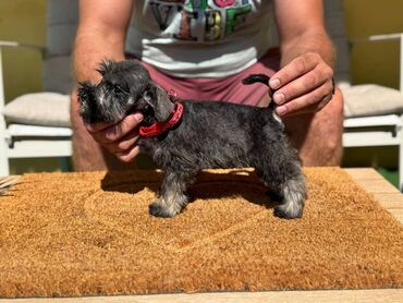 Psi: Odgajivacnica Pet house nudi prelepe stence Patuljastog snaucera Biber — 12