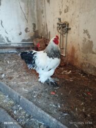 quzu şəkilləri: Петух, Brama, лет: 1, Самовывоз, Платная доставка