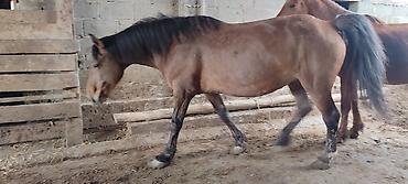 Лошади, кони: Продаю | Кобыла (самка) | Рабочий — 4