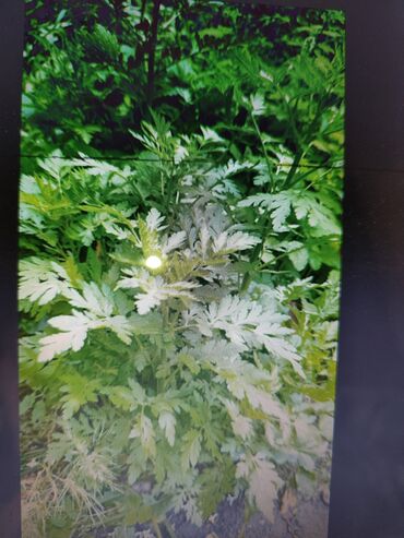 Садовые цветы и кустарники: Саженцы цветка: Платная доставка — 21