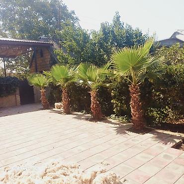 iran xurması ağacı: Washingtonia filifera dekorativ xurma ağacları - Növ: Washingtonia — 3