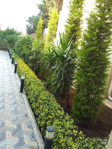 Bağbanlar: Salam bağ evlərində, Abyektlərdə parklarda bağban xidməti görülür — 15