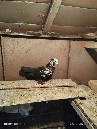 Göyərçinlər: Tam sağlam 10 quş,tək tək ayrı qiymət real alıcıya endirimdə olacaq — 8