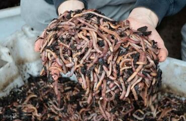 черви старатель в бишкеке: Калифорнийские черви
