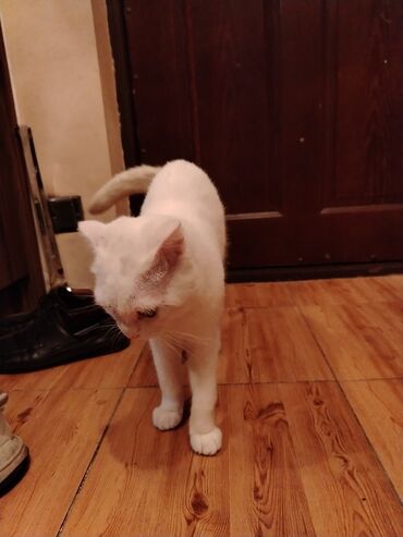 Pişiklər: Şotland yastı qulaq, Erkək, Yaxşı əllərə, Ünvandan götürmə — 16