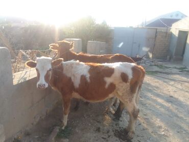 Dana, buzov: Dana, buzov, Dişi, Simental, ay: 4, 40 kq, Damazlıq — 9