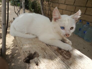 pişik cütleşdirmek: Самка, В добрые руки, Самовывоз