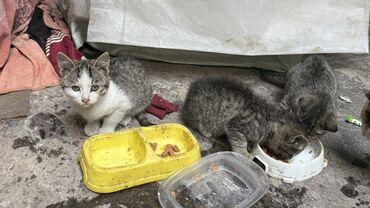 именные ошейники для кошек на заказ: Котята, пушистые малыши серых и белых окрасов. Описание: - Возраст