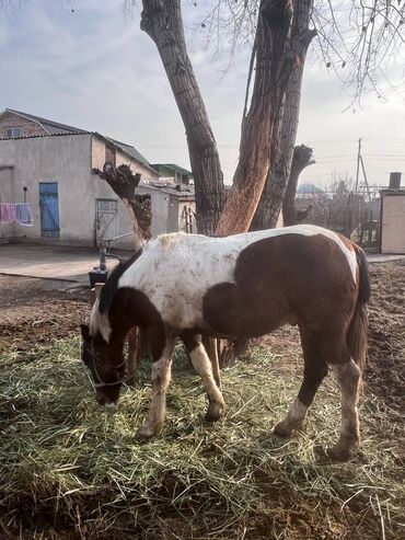 Лошади, кони: Продаю | Жеребенок | Рабочий — 9