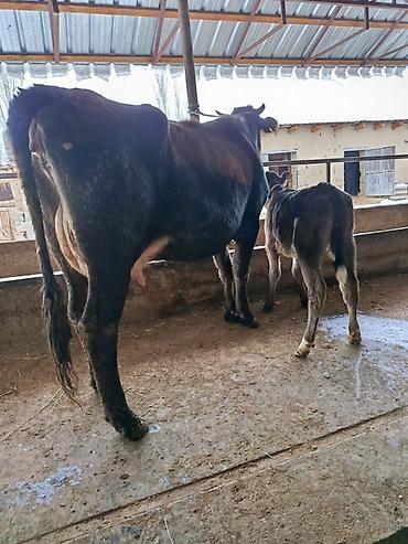 Коровы, быки: Продаю | Корова (самка) | Для молока | После отела — 1
