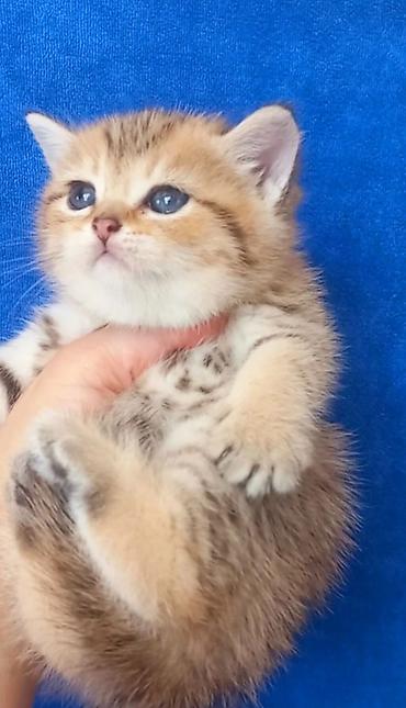 Pişiklər: Britan — 9