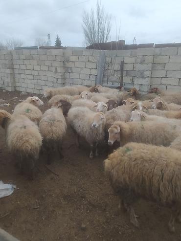 Digər kənd təsərrüfatı heyvanları: Digər kənd təsərrüfatı heyvanları — 4