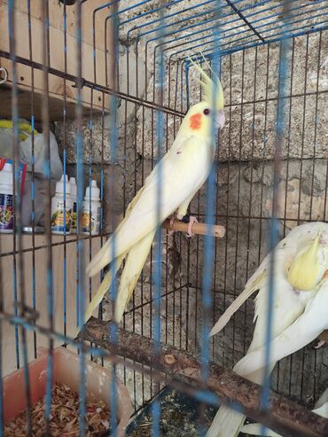 Tutuquşları: Sarı və ağ rənglərdə Korella tutuquşuları. Bu tutuquşuların başında — 6