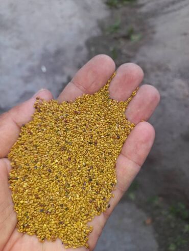 кукуруз продаю: Семена и саженцы Самовывоз