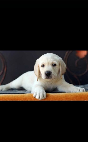 ineklerin satisi: Labrador-retriver, 2 ay, Erkek