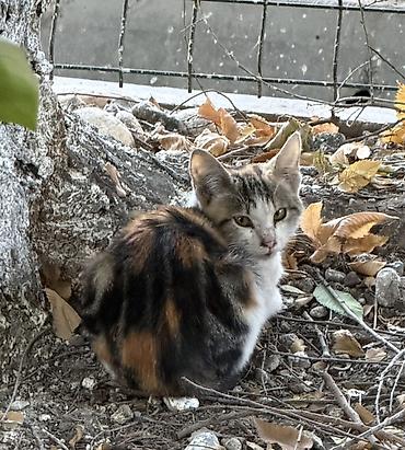черепаховая кошка: Трёхцветный котёнок (черепаховый окрас) девочка. Подходит для квартиры — 1