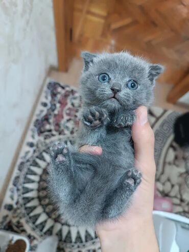 дом для кошек: Şotland, Dişi