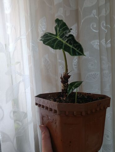 Другие комнатные растения: Аспарагус — изящное комнатное растение, известное своей воздушной и at lalafo.kg — 8 Другие комнатные растения: Аспарагус — изящное комнатное растение, известное своей воздушной и — 8